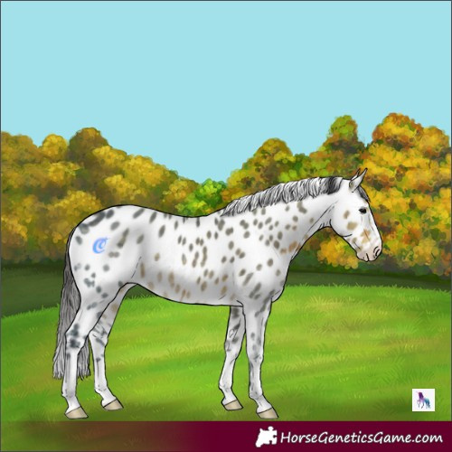 Horse Color:Buckskin Ice Appaloosa 