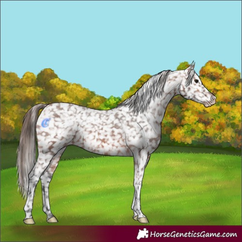 Horse Color:Bay Tobiano Appaloosa Rabicano 