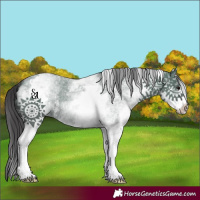 Horse Color:White Spotted Smoky Grullo Sabino