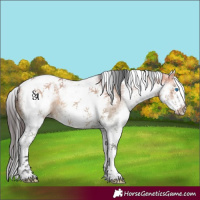 Horse Color:White Spotted Bay Dun Splash Tobiano