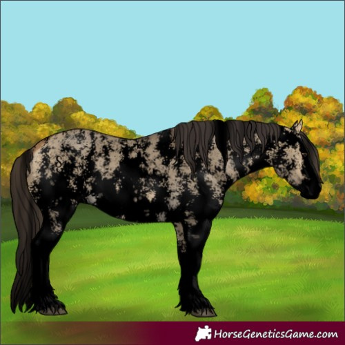 Horse Color:Void Buckskin Dun Sabino Splash 