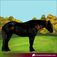 Horse Color:Void Bay Sabino Splash Tobiano 