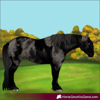 Horse Color:Void White Spotted Smoky Grullo Splash Tobiano