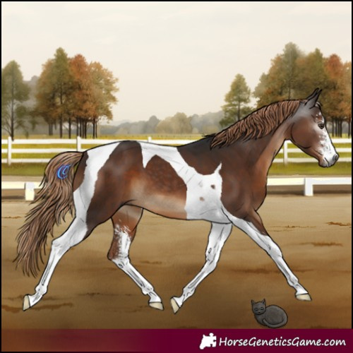 Horse Color:Gray Liver Chestnut Sabino Tobiano