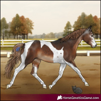 Horse Color:Gray Liver Chestnut Sabino Tobiano 