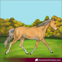 Horse Color:Palomino 