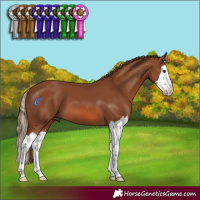 Horse Color:Chestnut Splash 