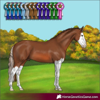 Horse Color:Chestnut Splash 