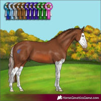 Horse Color:Chestnut Splash 