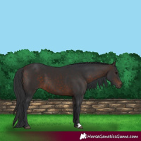 Horse Color:Bay 