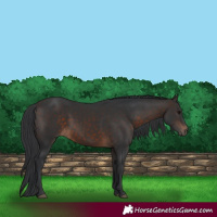 Horse Color:Brown 