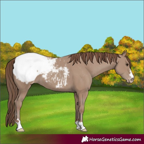 Horse Color:Classic Champagne Appaloosa