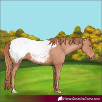 Horse Color:Gold Champagne Appaloosa 