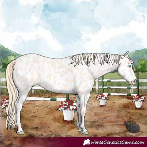 Horse Color:Perlino Leopard 
