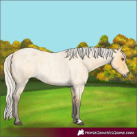 Horse Color:Silver Buckskin Roan 