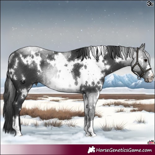 Horse Color:White Spotted Black Rabicano 