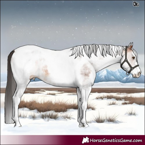 Horse Color:White Spotted Brown Tobiano Appaloosa Rabicano 