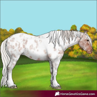 Horse Color:White Spotted Silver Brown Ice Roan Near Leopard 
