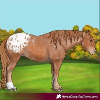 Horse Color:Chestnut Appaloosa
