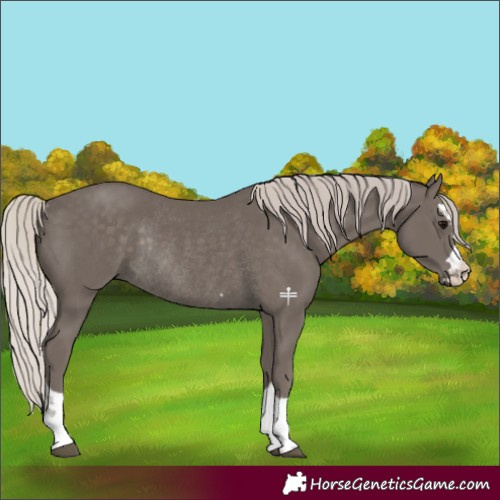 Horse Color:Silver Black Rabicano 