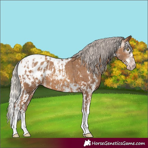 Horse Color:Gray Silver Amber Champagne Sabino Tobiano Appaloosa  and Gray Silver Amber Champagne Sabino Tobiano Appaloosa 