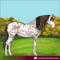 Horse Color:Amber Champagne Sabino Tobiano Near Leopard  and Gray Amber Champagne Sabino Tobiano Near Leopard 