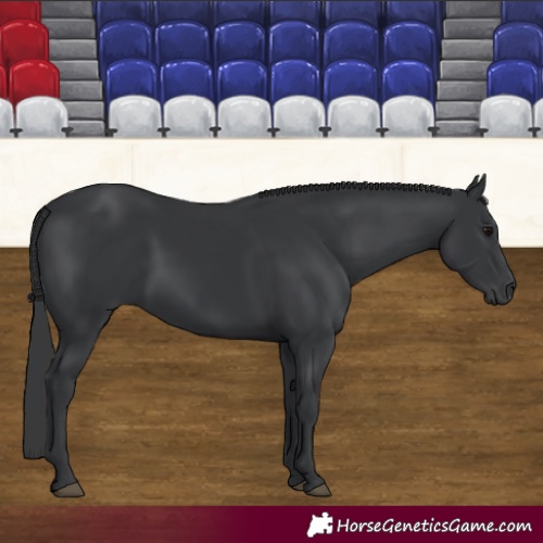 Horse Color:Black 