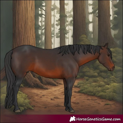 Horse Color:Brown 