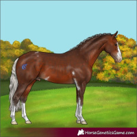 Horse Color:Silver Bay Appaloosa 