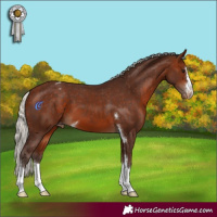 Horse Color:Silver Bay Appaloosa 