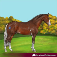 Horse Color:Silver Bay Appaloosa