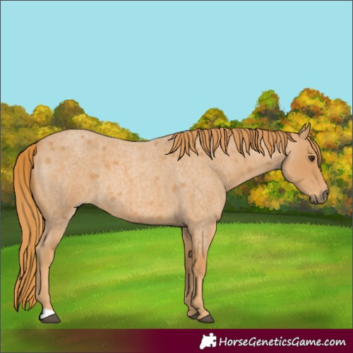 Horse Color:Red Roan 