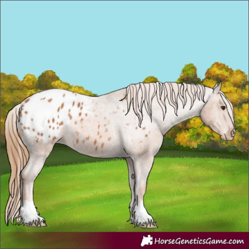 Horse Color:Chestnut Appaloosa