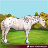 Horse Color:Chestnut Appaloosa