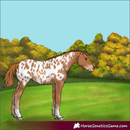 Horse Color:Chestnut Appaloosa 