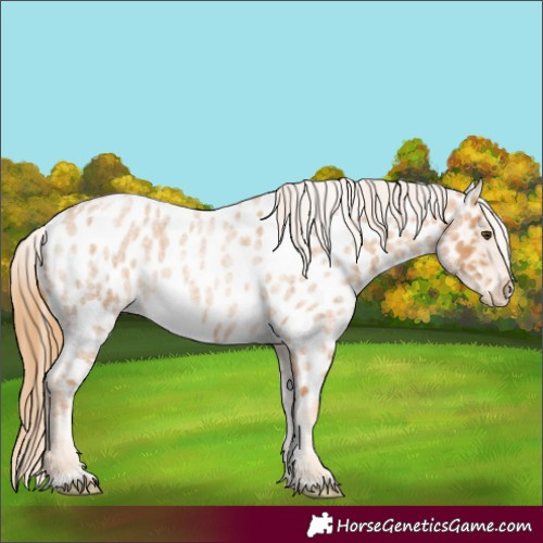 Horse Color:Red Roan Near Leopard Rabicano 
