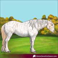 Horse Color:Red Roan Near Leopard Rabicano 