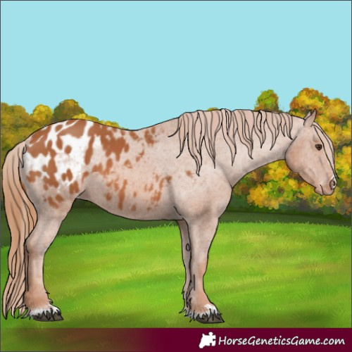 Horse Color:Chestnut Appaloosa 