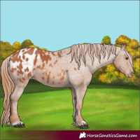 Horse Color:Chestnut Appaloosa 