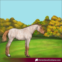 Horse Color:Red Roan
