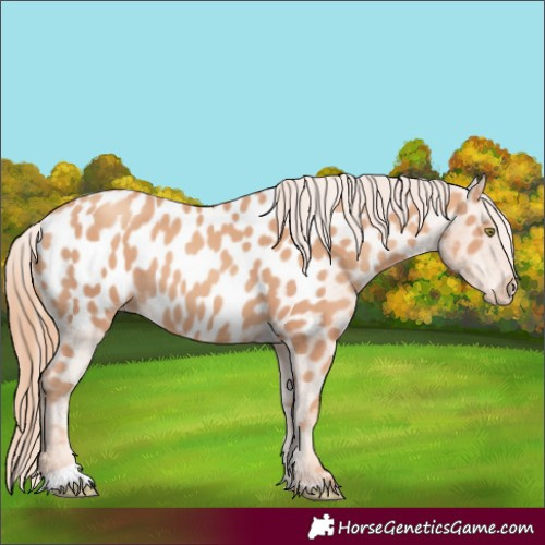 Horse Color:Gold Champagne Appaloosa