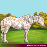 Horse Color:Gold Champagne Appaloosa
