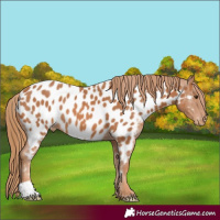 Horse Color:Chestnut Appaloosa 