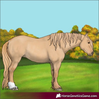 Horse Color:Red Dun Rabicano 