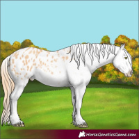 Horse Color:Gold Champagne Appaloosa Rabicano