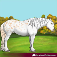 Horse Color:Gold Champagne Appaloosa Rabicano