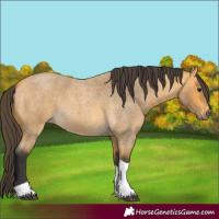 Horse Color:Buckskin Roan Tobiano
