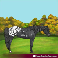 Horse Color:Black Appaloosa 