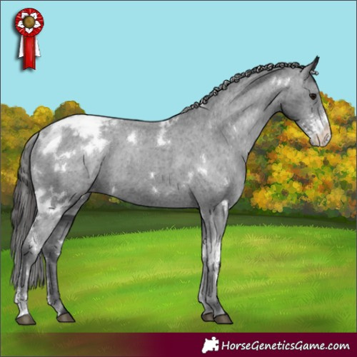 Horse Color:White Spotted Black Sabino Appaloosa 