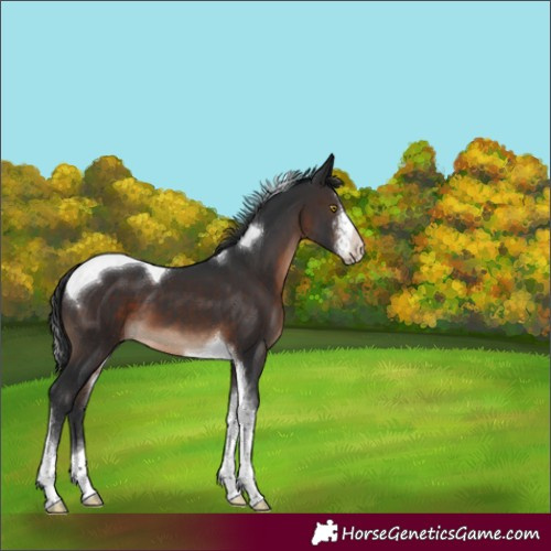 Horse Color:Brown Sabino Tobiano 